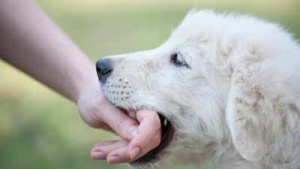 Time is of the Essence: Crucial First Steps After a Dog Bite to Ward Off Rabies