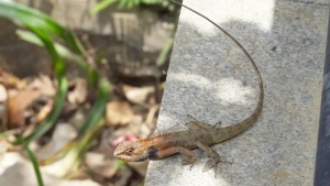 Headline: Monsoon Reptile Invasion: Expert Tips to Safeguard Your Garden From Snakes and Lizards